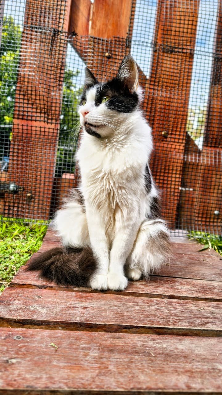 Gato BARFirenzina