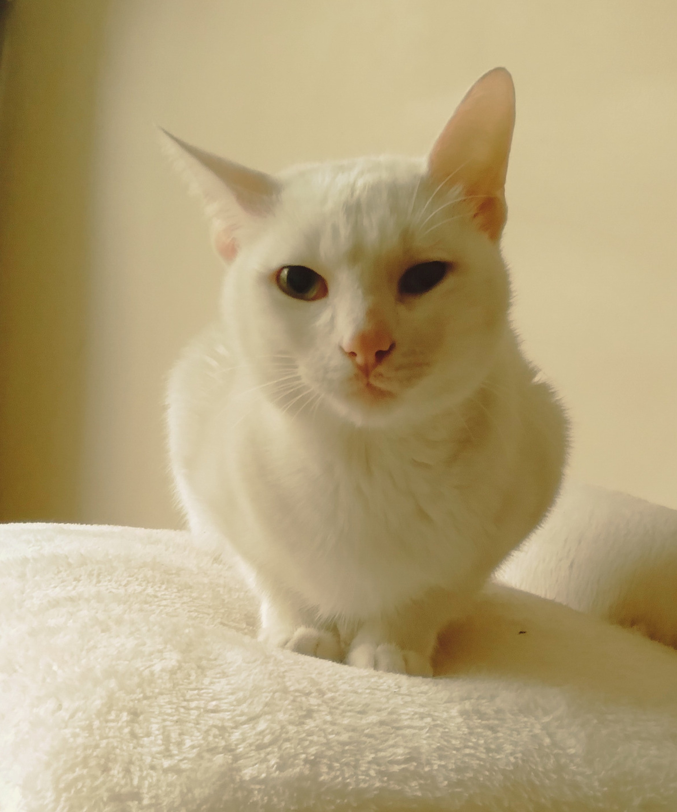 Gato blanco BARFirenzina